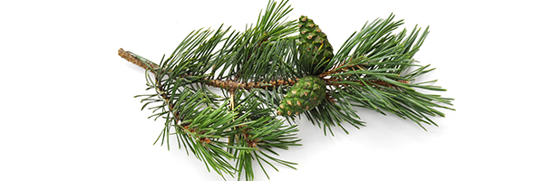 Le macérat de bourgeons de Pin sylvestre